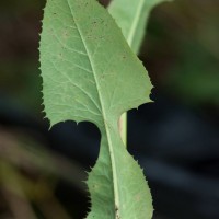 Blue-sow-thistle